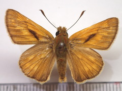 Ochlodes venatus