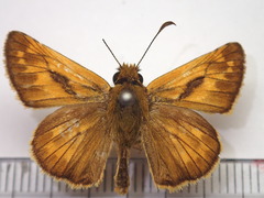 Ochlodes venatus