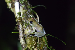 Guibemantis liber