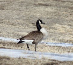 Branta canadensis