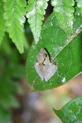 Gephyromantis plicifer