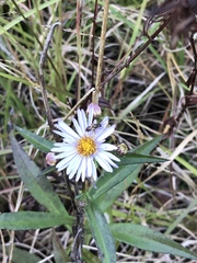 Symphyotrichum novi-belgii elodes