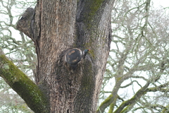 Melanerpes formicivorus