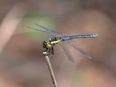 Agrionoptera longitudinalis biserialis