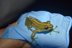 Guibemantis liber