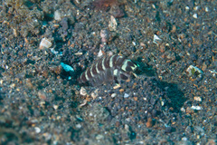 Lysiosquillina maculata