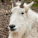 Mountain Goats - Photo (c) Matthias Wicke, some rights reserved (CC BY-NC-SA)