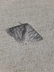 Crypsiphona tasmanica