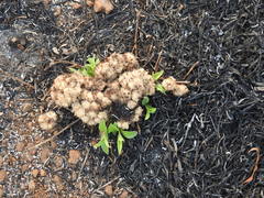 Lepidagathis cristata