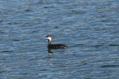 Podiceps auritus cornutus