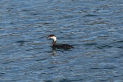 Podiceps auritus cornutus