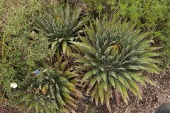 Agave filifera