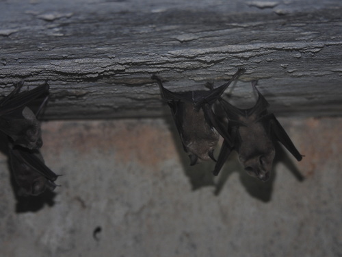 Schneider's Leaf-nosed Bat