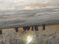 Hipposideros speoris