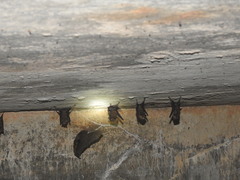 Hipposideros speoris