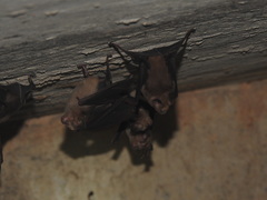 Hipposideros speoris
