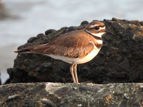 Killdeer photographed in California