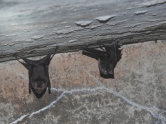 Hipposideros speoris