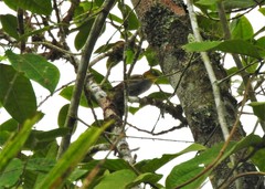 Chlorospingus flavigularis