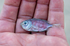 Priacanthidae