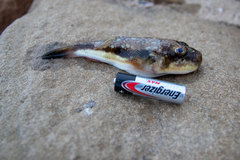 Amblyrhynchote honckenii