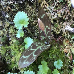 Erythronium citrinum