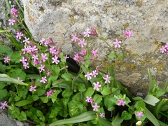 Silene aegyptiaca