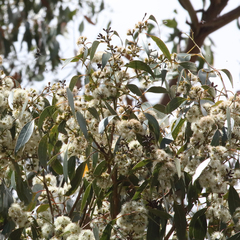 Eucalyptus brunnea