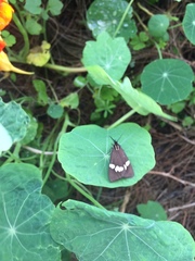 Nyctemera annulata × amicus