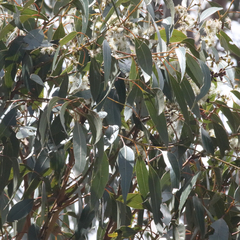 Eucalyptus brunnea
