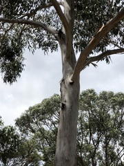 Eucalyptus brunnea
