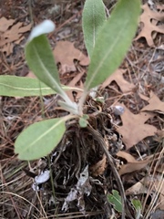 Croton argyranthemus