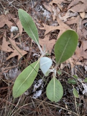 Croton argyranthemus