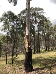 Eucalyptus brunnea