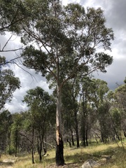 Eucalyptus brunnea