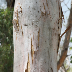 Eucalyptus brunnea