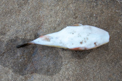 Amblyrhynchote honckenii