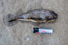 Amblyrhynchote honckenii