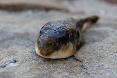 Amblyrhynchote honckenii