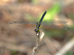 Agrionoptera longitudinalis biserialis