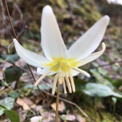 Erythronium citrinum