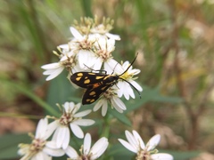 Zeuxippa formosa