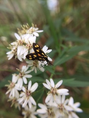 Zeuxippa formosa