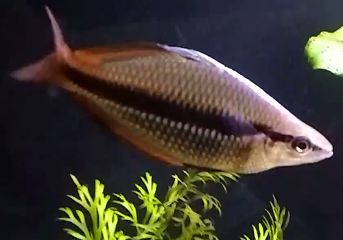 New Guinea Rainbowfish (Melanotaenia affinis) · iNaturalist