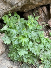 Heuchera maxima
