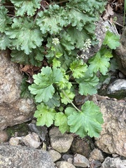 Heuchera maxima