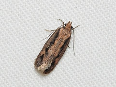 Eulechria xeropterella