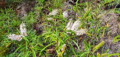 Veronica stenophylla stenophylla