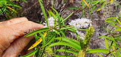 Veronica stenophylla stenophylla