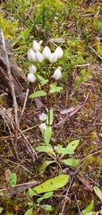 Gentianella tenuifolia